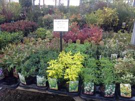 Part of our 1ltr shrub range at £2.99 each or any 4 for £11.00