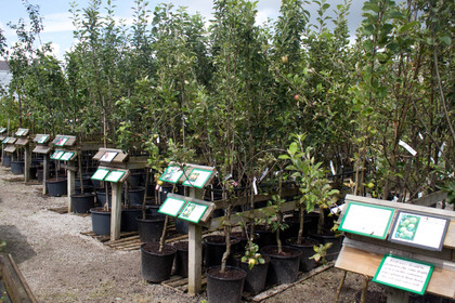 Some of our extensive range of Fruit Tree