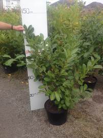 Prunus Laurocerasus 20 ltr pot