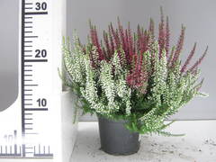 We have a wide range of heathers in stock including  two coloured heathers  Winter flowering heathers and painted heathers