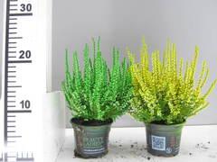 Painted heathers. Nice for planting up in mixed tubs and baskets. £1.99 each