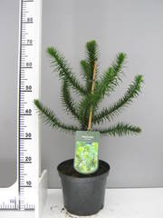 We have a range of different size monkey puzzle plants in stock