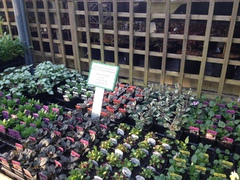 Some of our 9cm alpine and perennial range priced at 99p each 10 for £8.50 20 for £16.00