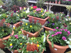 We have a nice range of planted up tubs and baskets