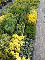 9cm pot slow growing conifers £1.25 or 5 for £5.00