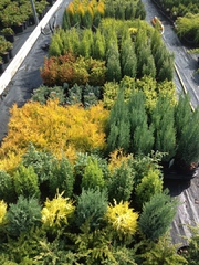 2 Litre pot range of slow growing conifers mainly priced at £3.99