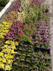 We have a nice range of winter heathers in stock. This 9cm pot range are £1.25 each or 5 for £5.00