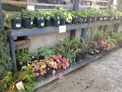 Some of our premium range of 3 litre  perennials £3.99 each or 3 for £11.00