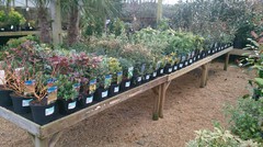 Some of our main range of 2/3 litre shrubs at £5.75 each.