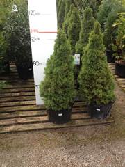 Picea Glauca Conica cone conifer £25.00. Also 3 litre pot size available at £5.95