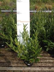 Prunus Laural Cocasica excelent evergreen hedging plant good sized plant 7.5 litre pot  only £6.99 each.