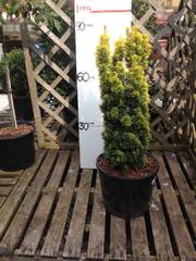 Taxus Baccata Fastigiata Aurea. Slow growing verticle structure £29.50. We also have smaller ones in stock at £3.99