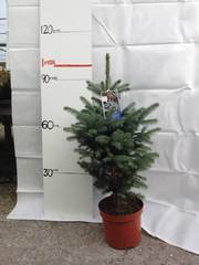 Picea Pungens Super Blue exellent speceimin  £24.50