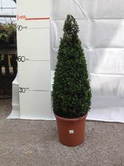 Buxus Semperviren cone £22.50 many other shapes sizes and prices available. 