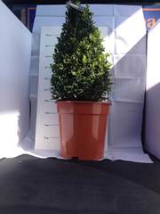 Buxus Semperviren. This one £11.95 many other shapes sizes and prices available